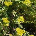 Petrosedum montanum Kukka