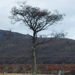 Nothofagus pumilio Habitat