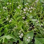 Valeriana dentata Habit