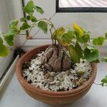 Dioscorea elephantipes Fuelha