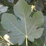 Ficus carica Lapas