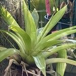 Tillandsia complanata List