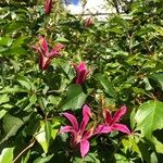 Clematis texensis Flower