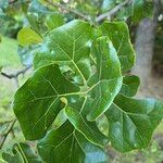 Quercus marilandica Hoja
