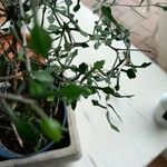 Corokia cotoneaster Folha