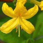 Rhododendron luteum autre