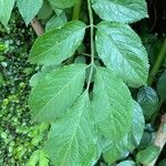 Sambucus nigra Blad