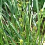 Carex divulsa Fruto