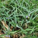 Commelina albescens Deilen