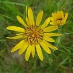 Tragopogon pratensisFlor