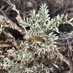 Artemisia caerulescens Habitatea