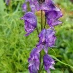 Aconitum napellus Blüte