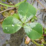 Trifolium fucatum Deilen