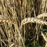 Triticum aestivumFrutto