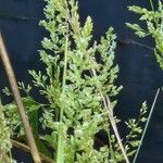 Polypogon viridis Blüte