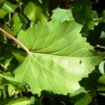 Vitis rupestris Leaf