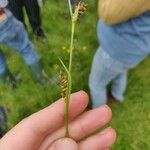 Carex panicea Lorea
