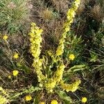 Verbascum lychnitisFloare