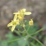 Brassica fruticulosa Flower