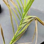 Carex muskingumensisBlatt