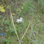 Dichanthium aristatum Flors