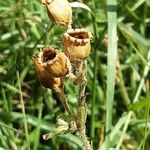 Silene noctiflora Gyümölcs