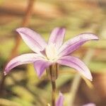 Brodiaea filifolia