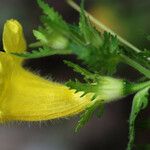 Aureolaria pectinata Цветок