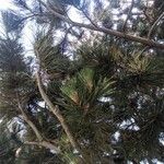 Pinus heldreichii Frunză