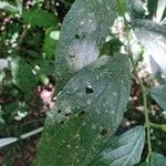 Piper gaudichaudianum Leaf