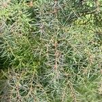 Cryptomeria japonica ᱥᱟᱠᱟᱢ