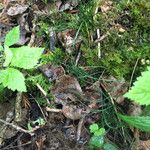 Equisetum scirpoides ശീലം