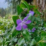 Vinca majorFlower