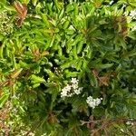 Pyracantha koidzumii Λουλούδι