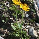 Doronicum grandiflorum Habit