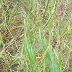 Paspalum distichum Квітка