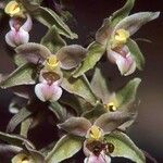 Epipactis purpurata Flower