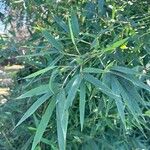 Phyllostachys sulphurea Hoja