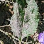 Scutellaria incana Blatt