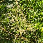 Eragrostis barrelieri Flower