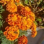 Tagetes erectaFlor