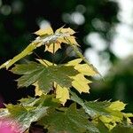 Acer platanoides Leaf