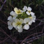 Erysimum franciscanum Цветок
