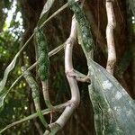 Ludovia integrifolia 樹皮