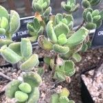Cotyledon tomentosa Hoja