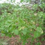 Cordia monoica 叶