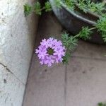 Verbena bipinnatifidaBloem