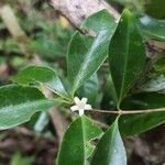 Coffea mauritiana Flower