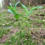 Epipactis purpurata Leaf