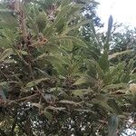 Quercus libani Leaf